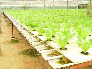 hydroponic-lettuce