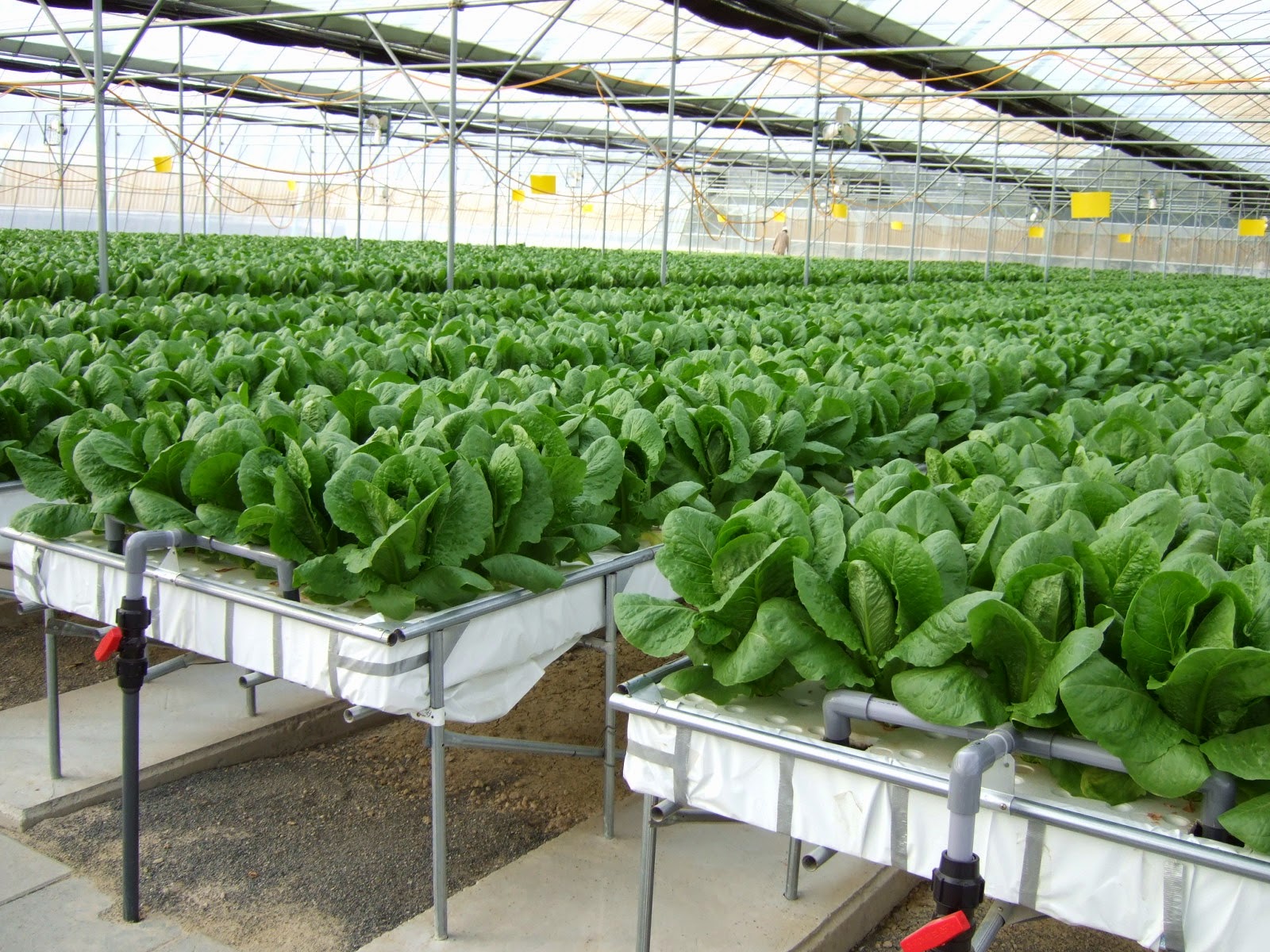 hydroponic lettuce cleveland